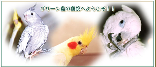 千葉県 動物病院 鳥 グリーン動物病院